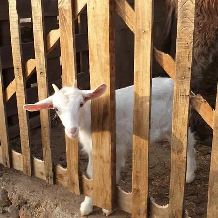 Affittacamere Azienda Agricola S'ispinalba Di Laura Pitzolu Borore