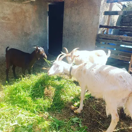 Guest house Azienda Agricola S'ispinalba Di Laura Pitzolu Borore